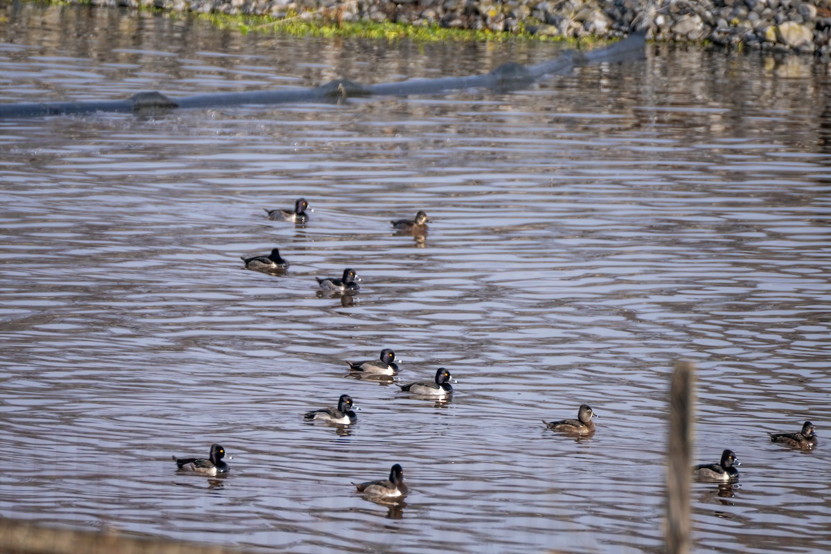 Ring-necked Duck - ML646459673