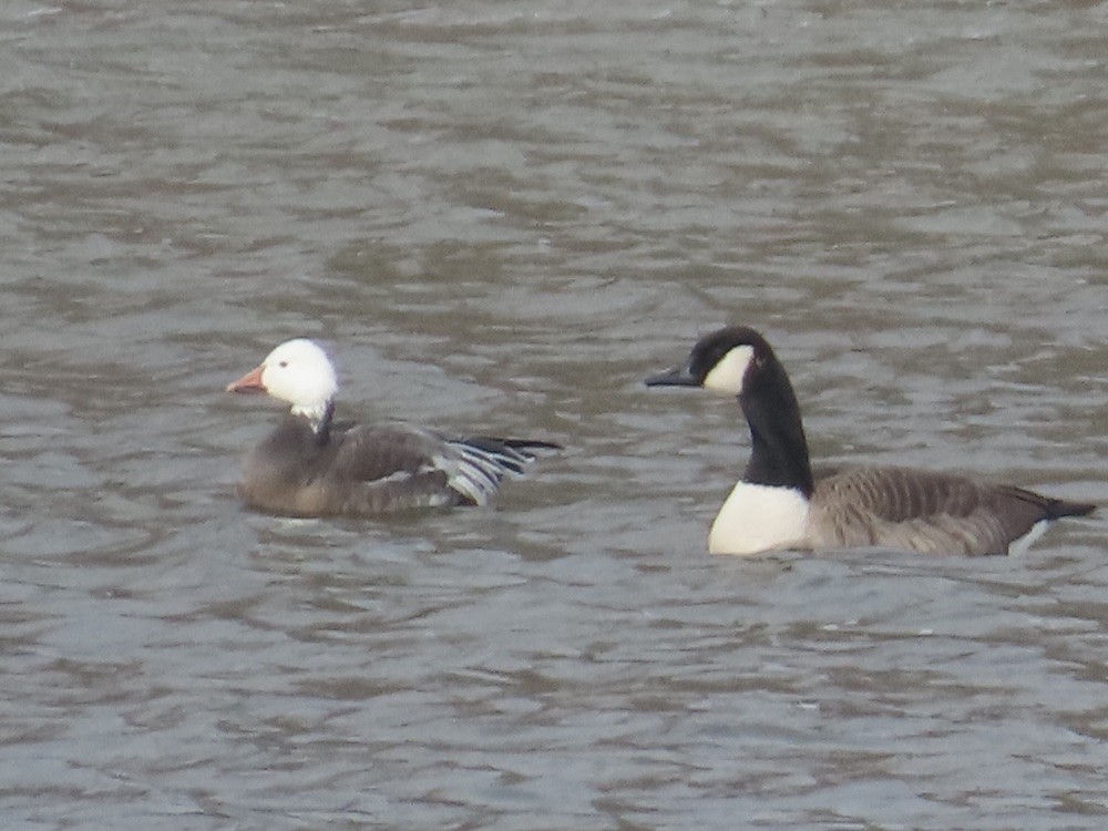 Snow Goose - ML646459674