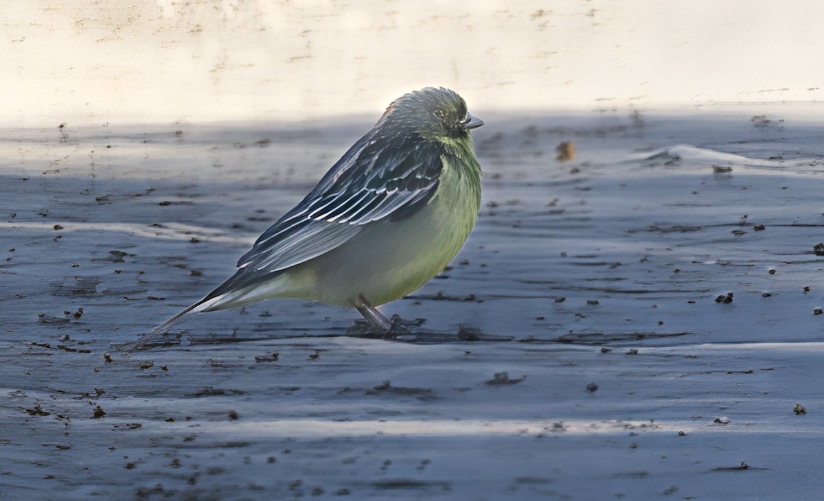Grassland Yellow-Finch - ML646459677