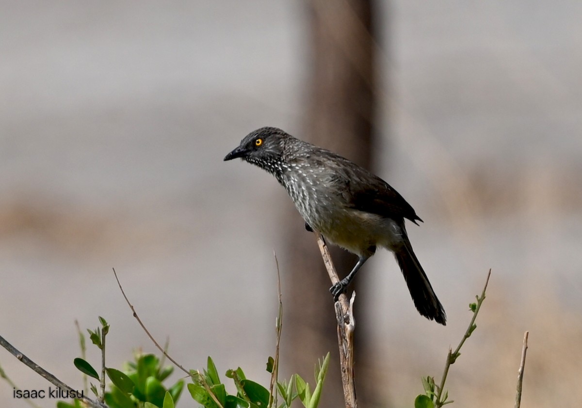 Arrow-marked Babbler - ML646459678