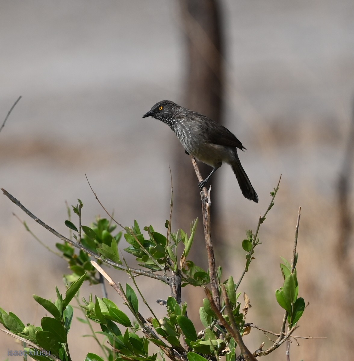 Arrow-marked Babbler - ML646459679