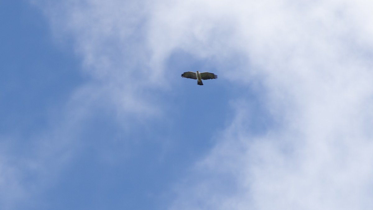 セグロクマタカ - ML646459680