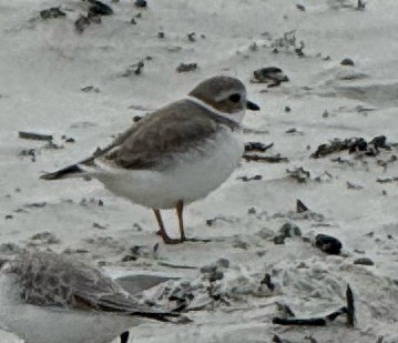 Piping Plover - ML646459688