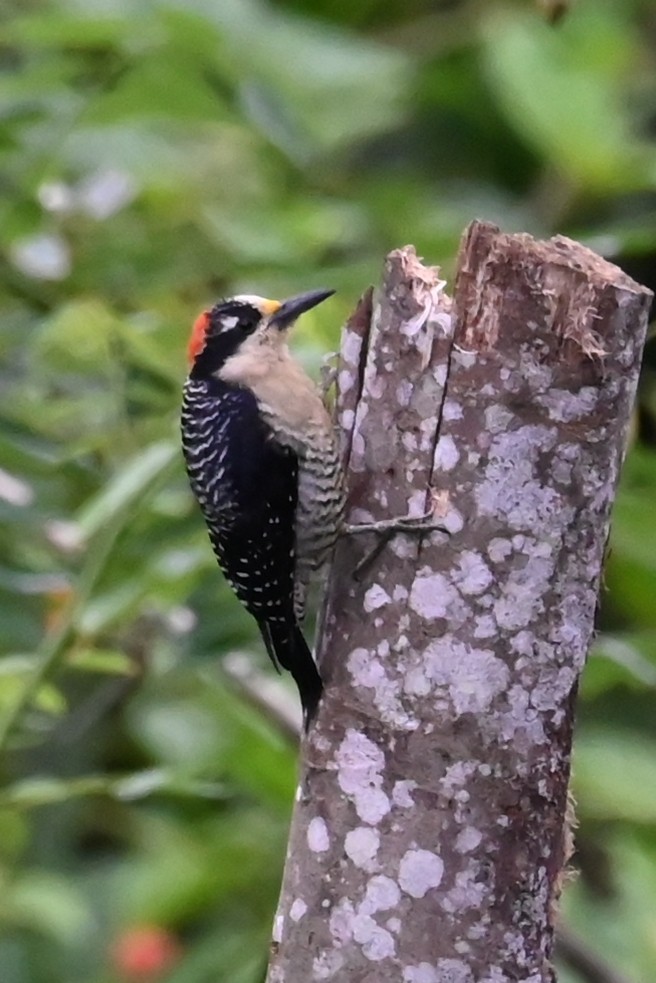 Black-cheeked Woodpecker - ML646459690