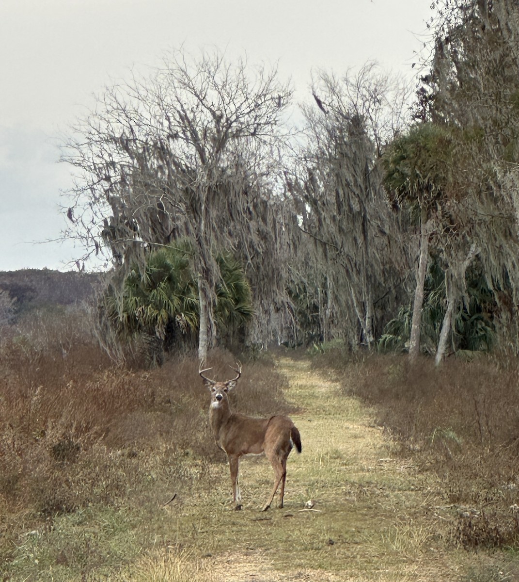 Animals - ML646459692