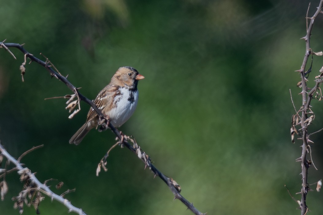 Harris's Sparrow - ML646459693