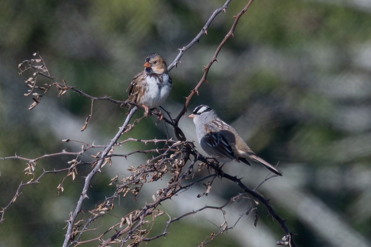 Harris's Sparrow - ML646459694