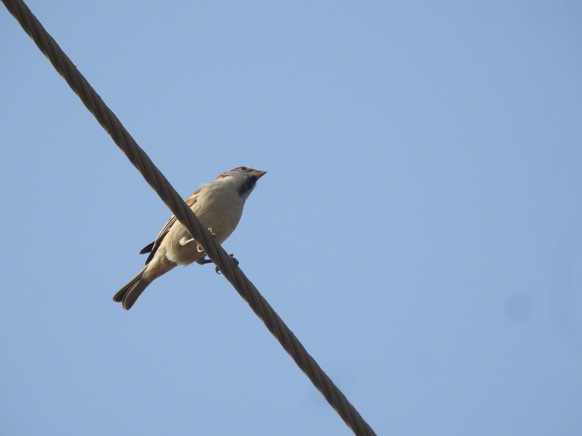 Sind Sparrow - ML646459696