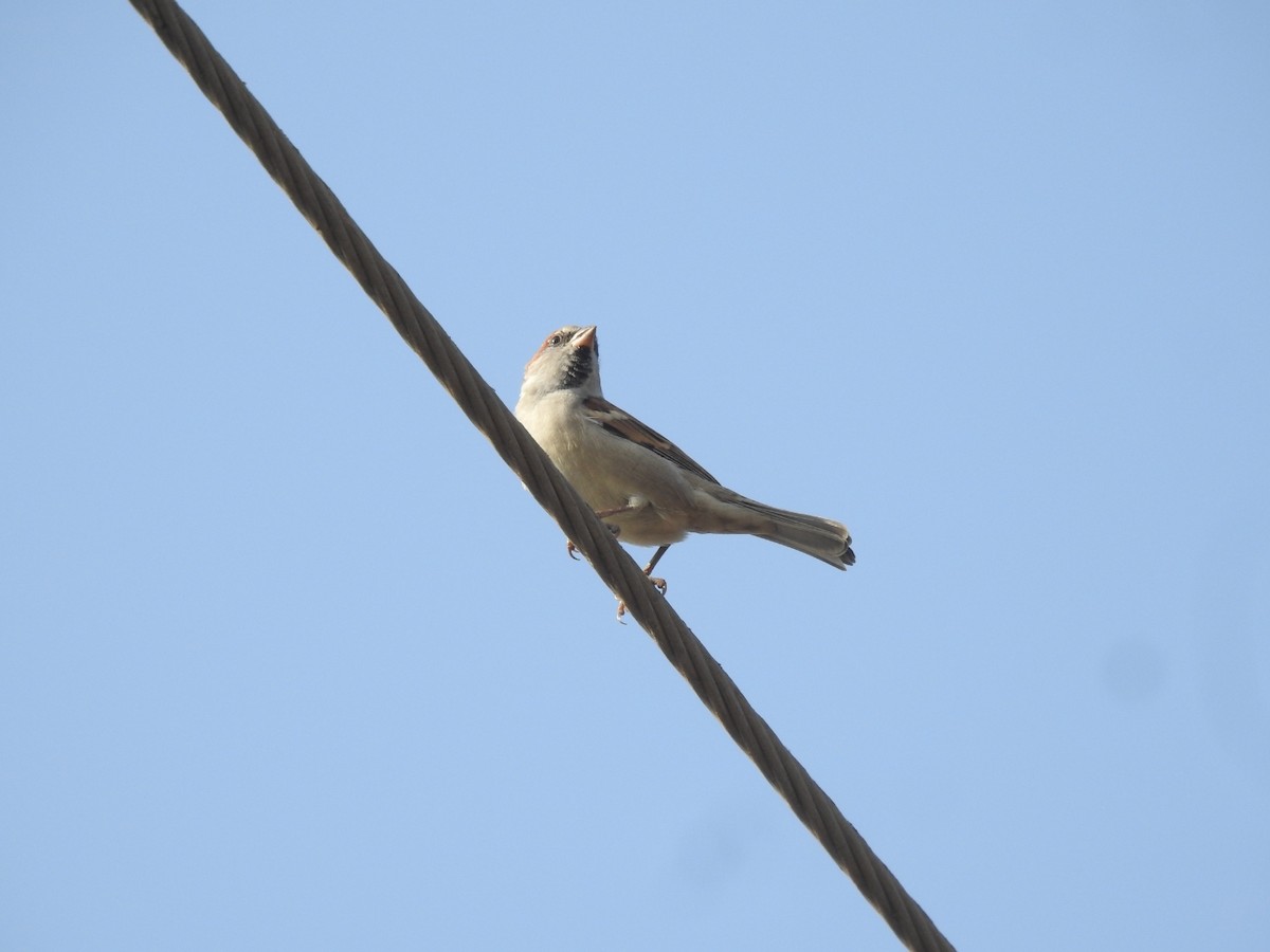 Sind Sparrow - ML646459697