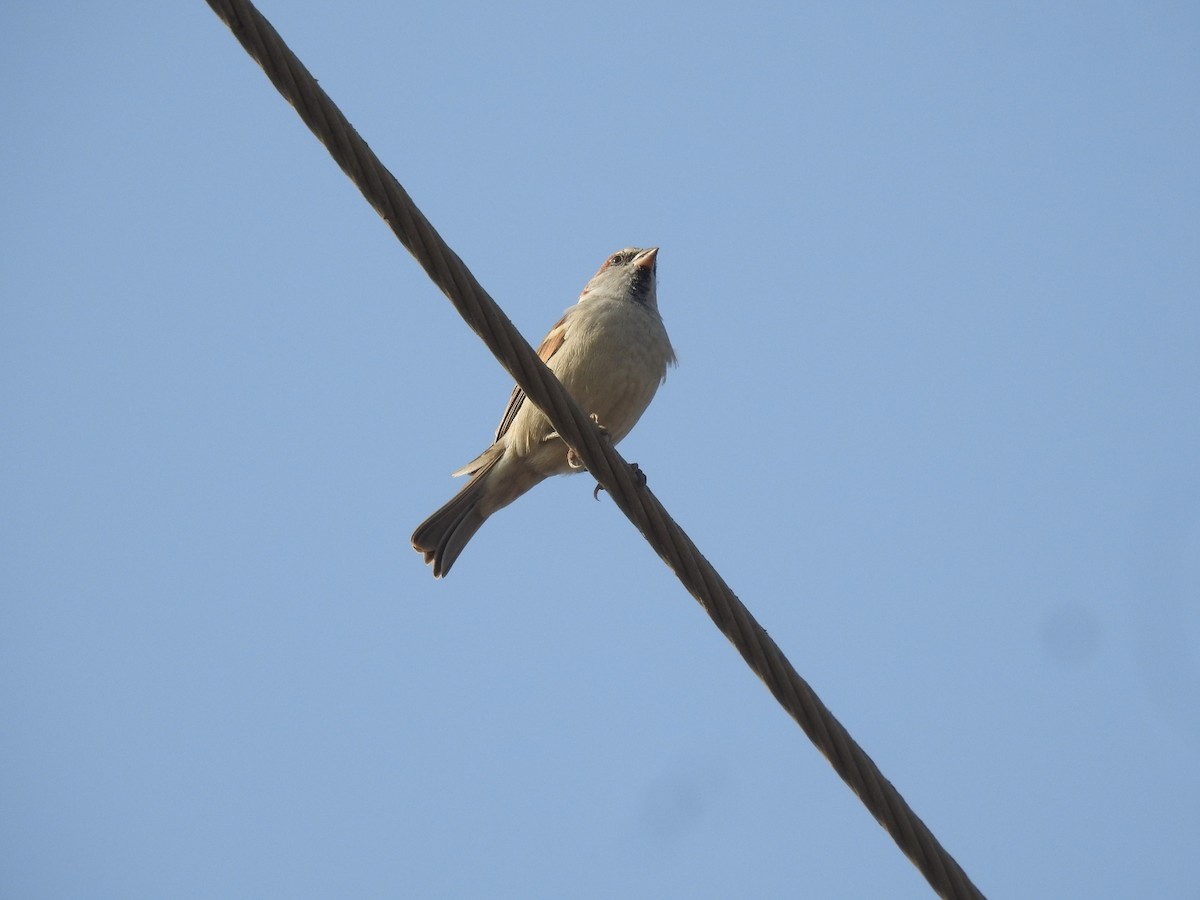 Sind Sparrow - ML646459698