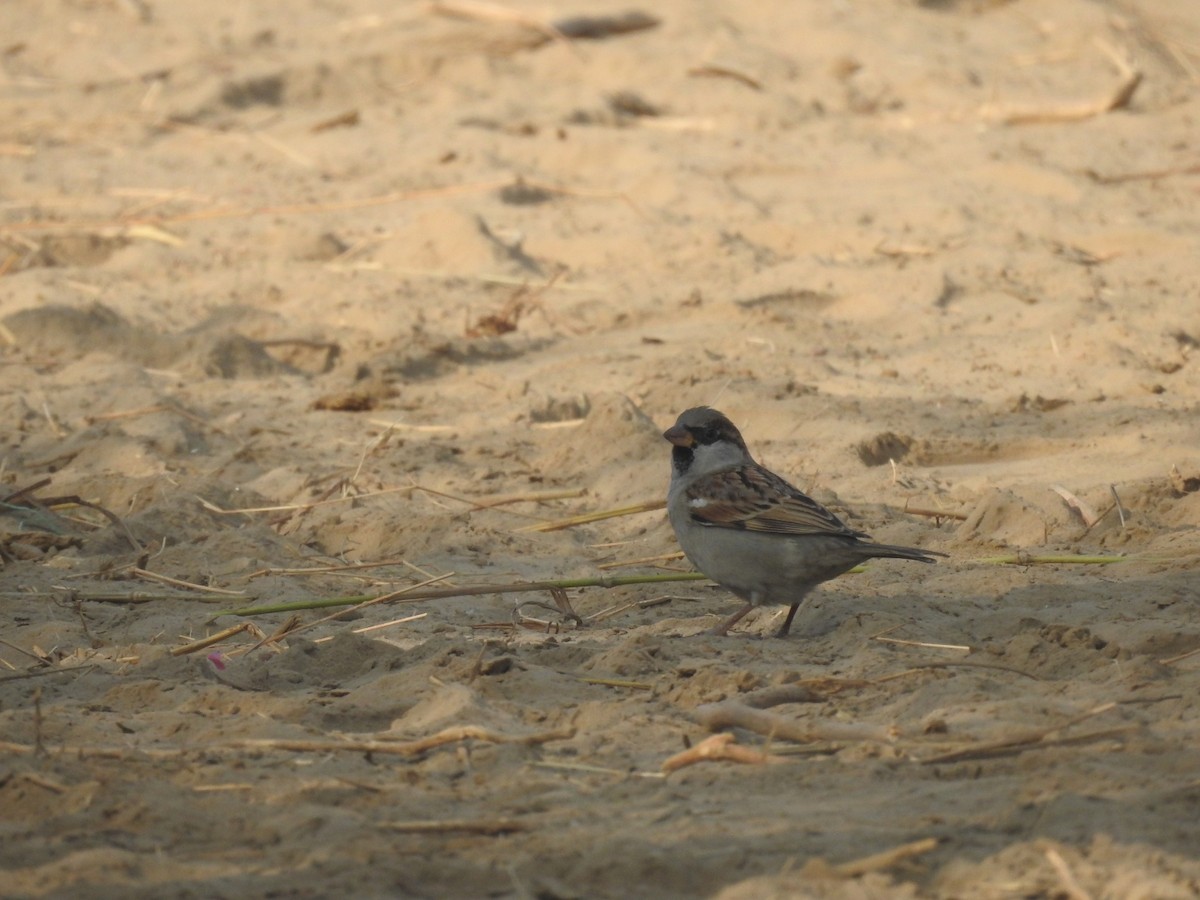 Sind Sparrow - ML646459699