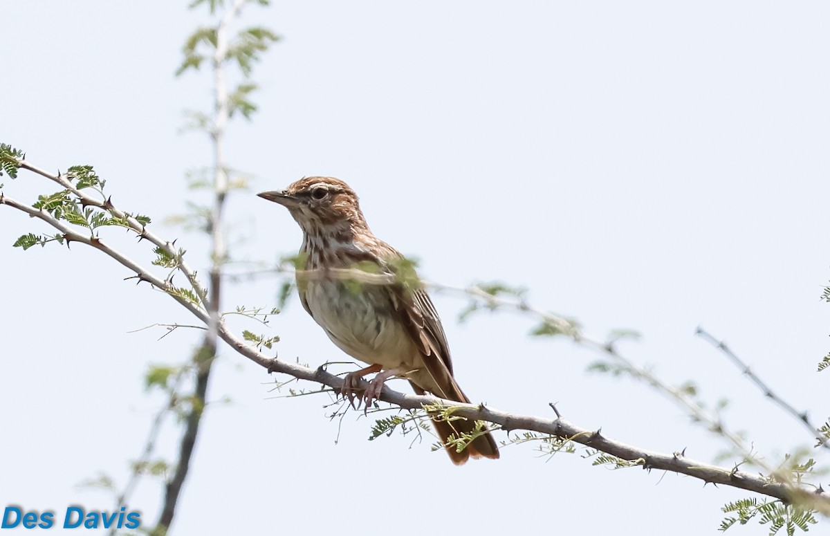 Gillett's Lark - ML646459702