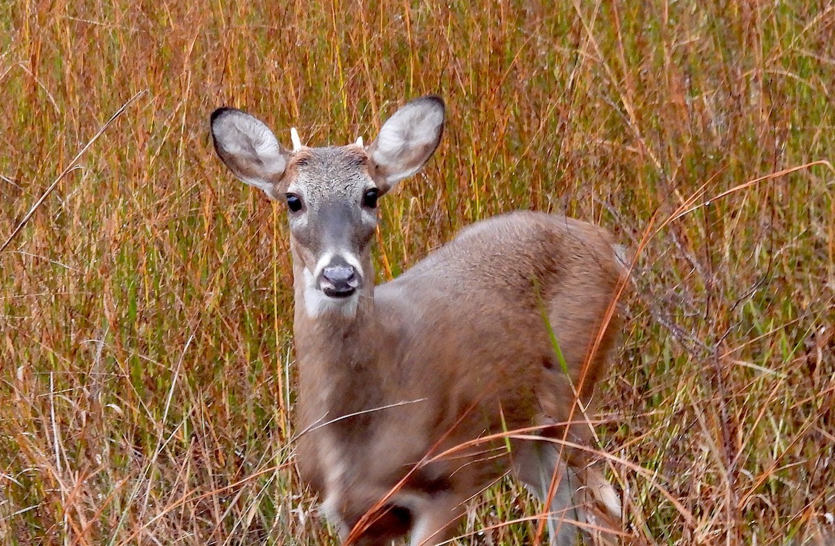 オジロジカ - ML646459705