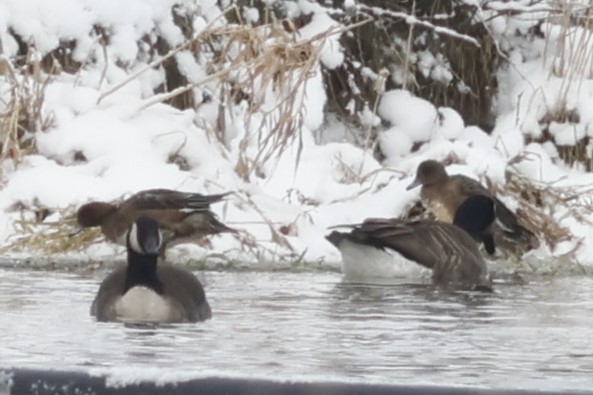 Fischione - ML646459706