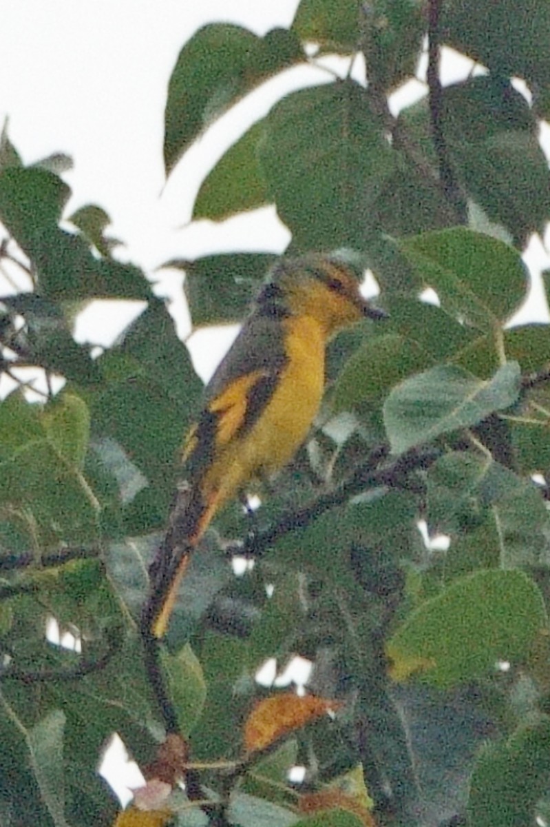 Scarlet Minivet - ML646459707