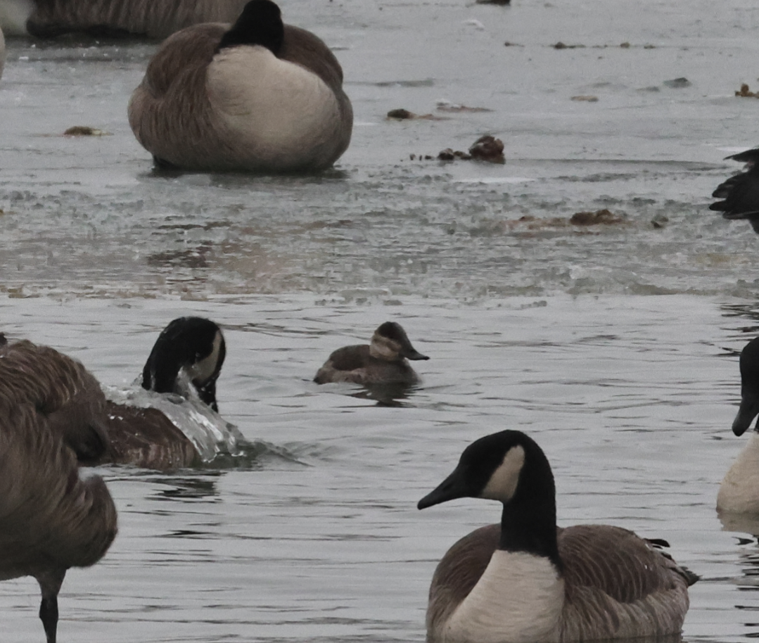 Ruddy Duck - ML646459710