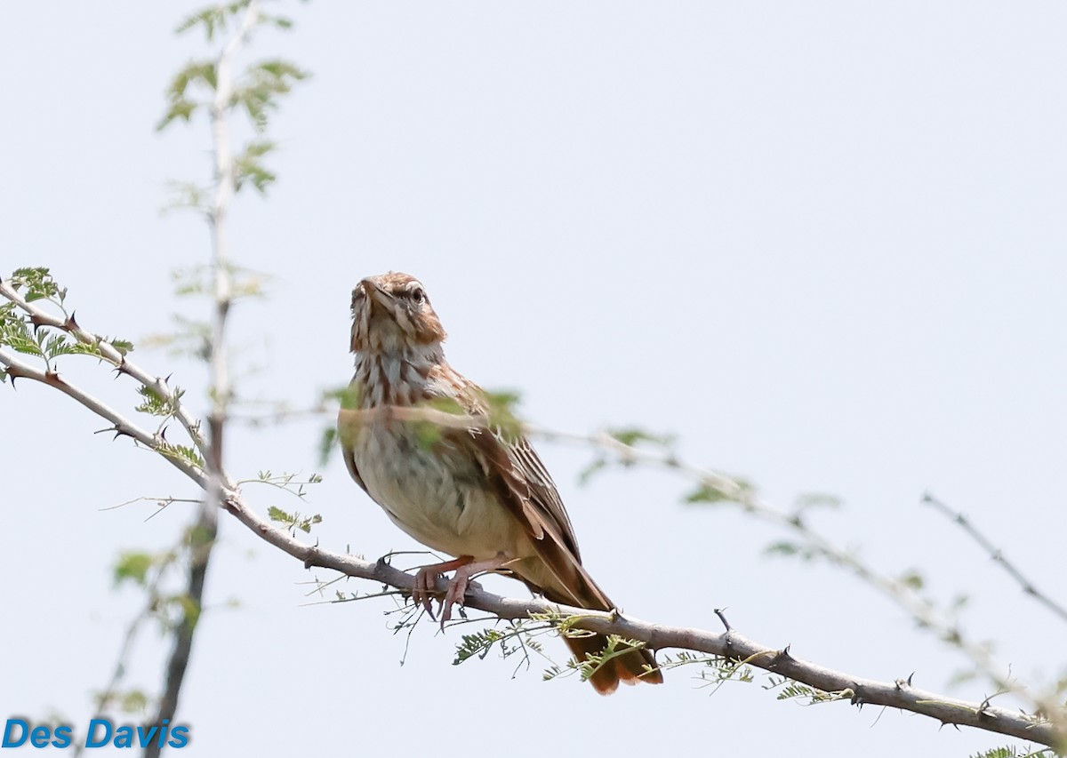 Gillett's Lark - ML646459713