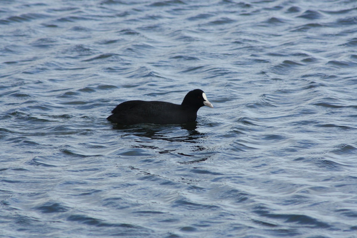 lyska černá - ML646459718