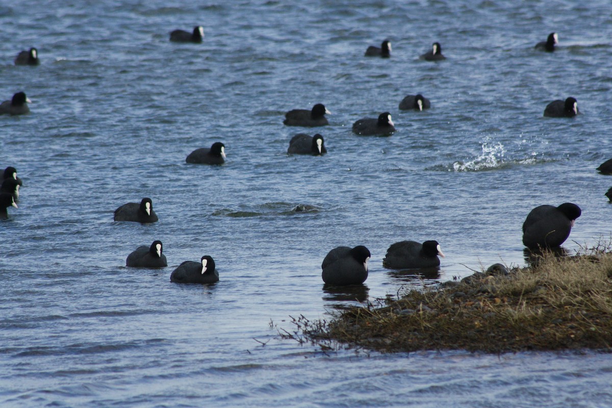 lyska černá - ML646459719