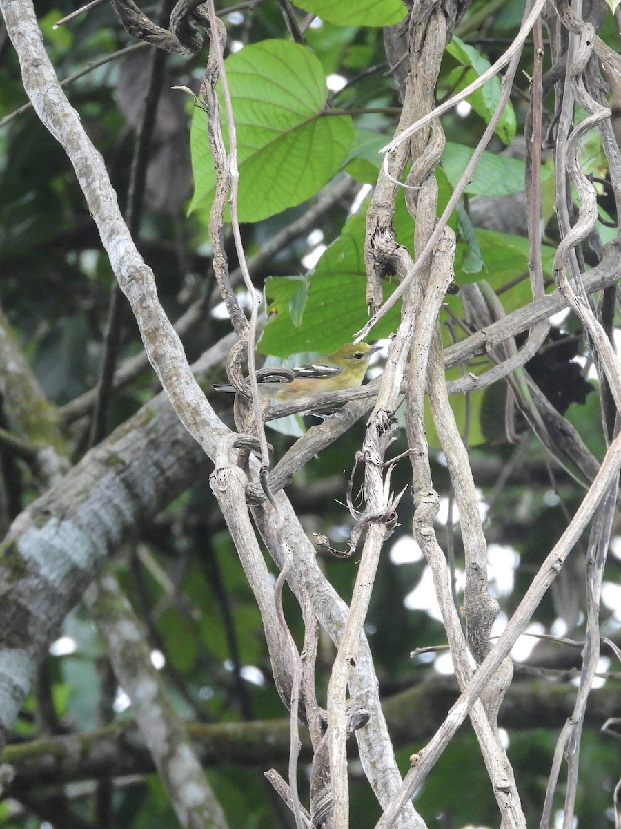 Bay-breasted Warbler - ML646459720