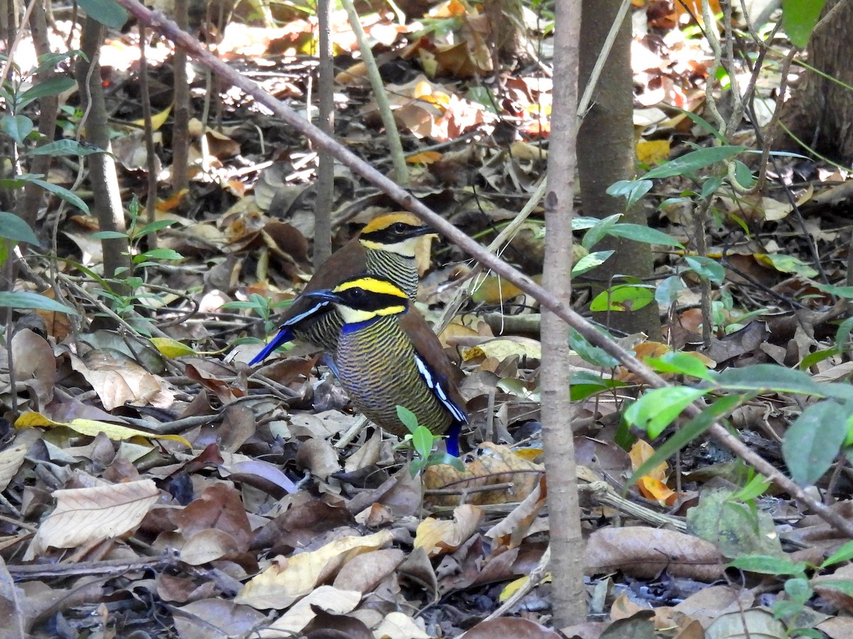 Pita Barrada de Java - ML646459721