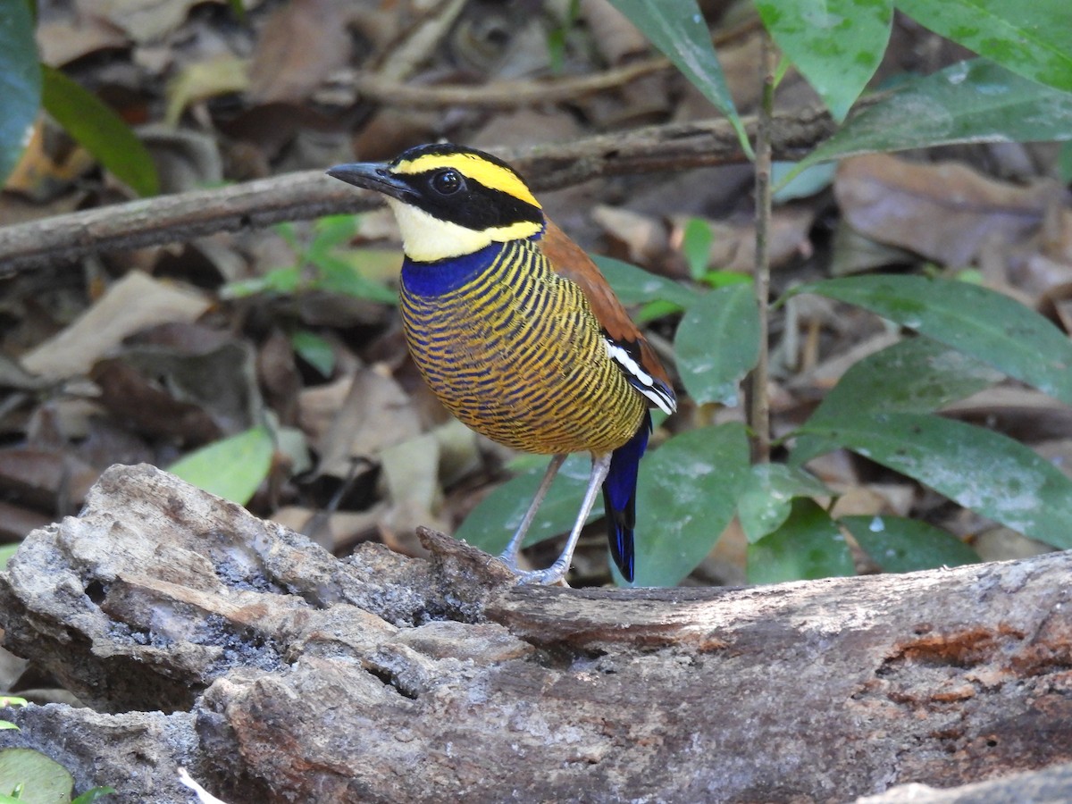 Pita Barrada de Java - ML646459722