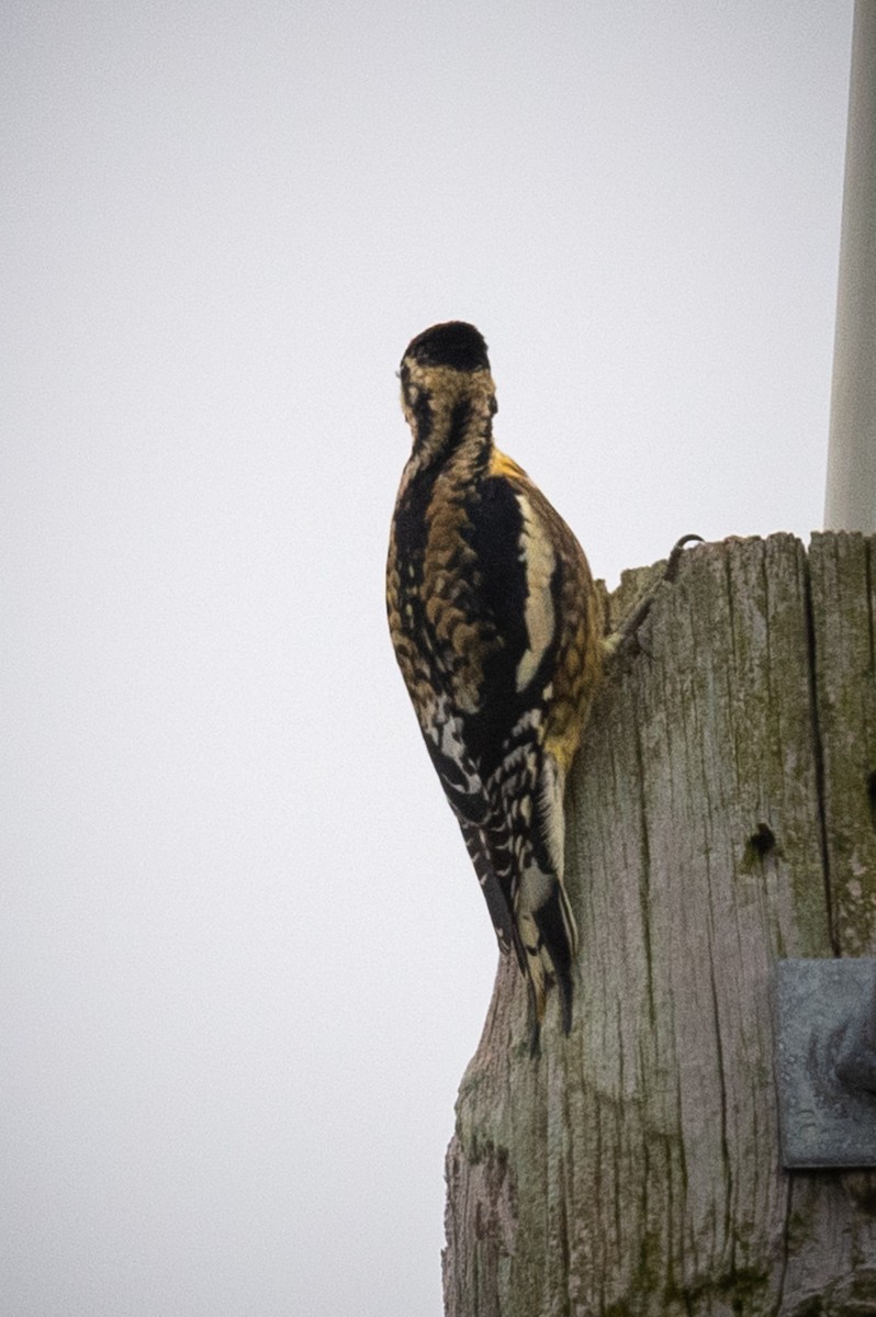 Yellow-bellied Sapsucker - ML646459726