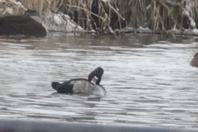 環頸潛鴨 - ML646459727