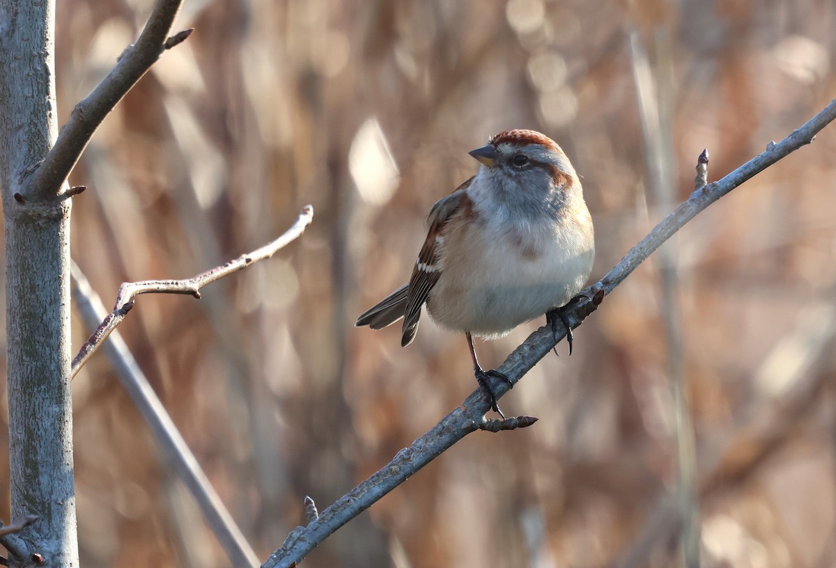 Пасовник північний - ML646459728
