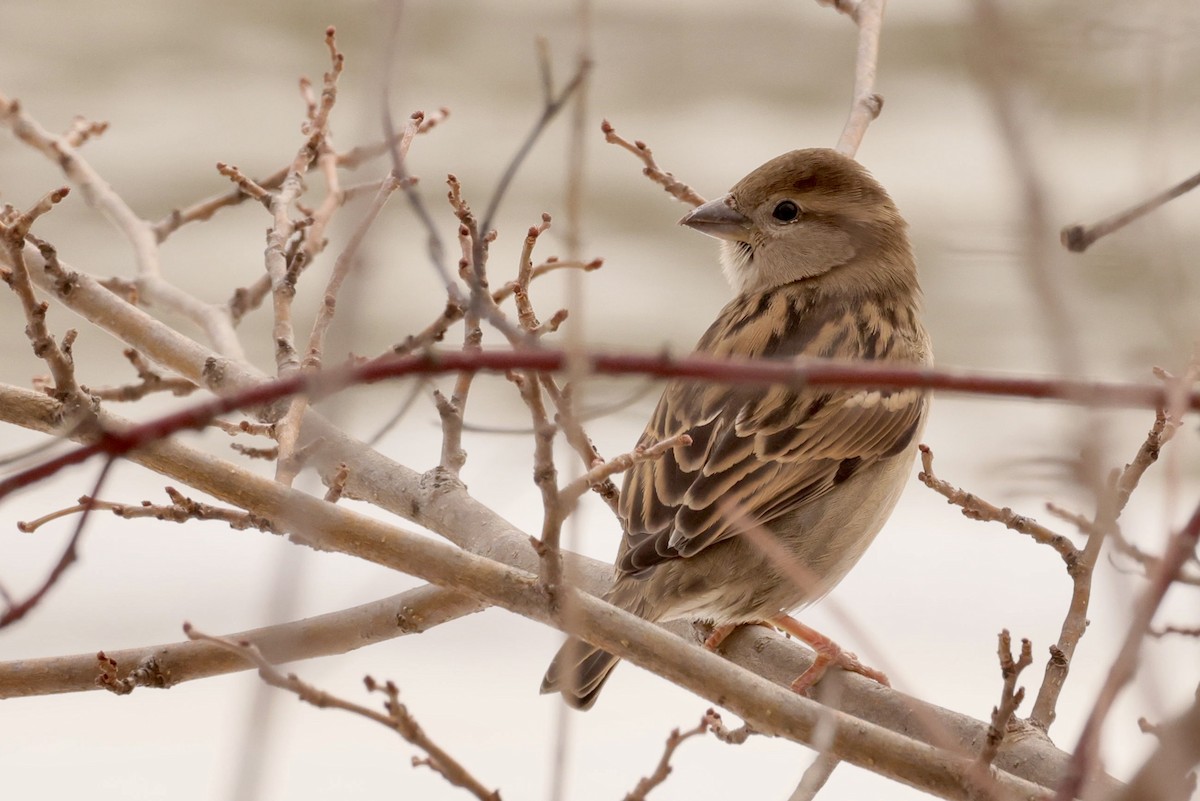 House Sparrow - ML646459730