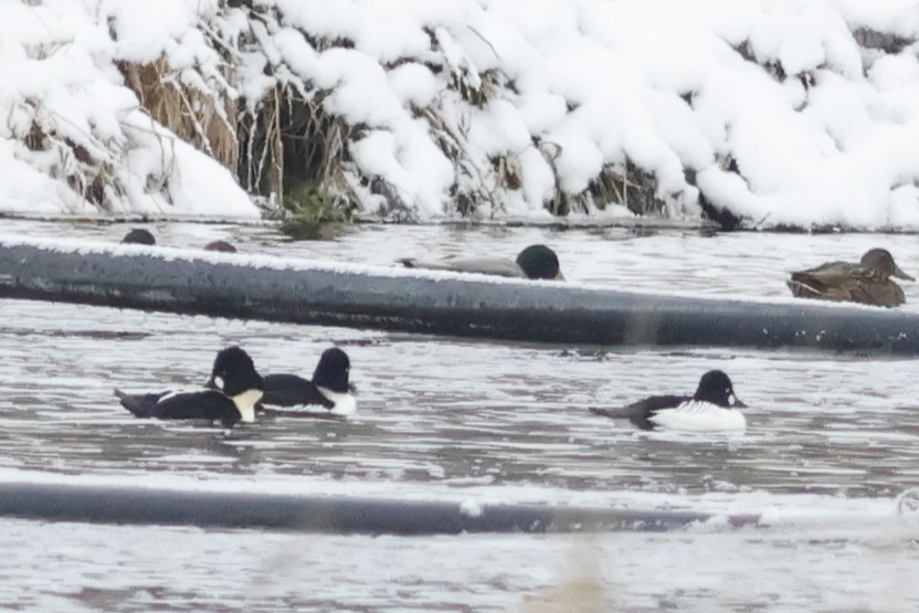 鵲鴨 - ML646459731