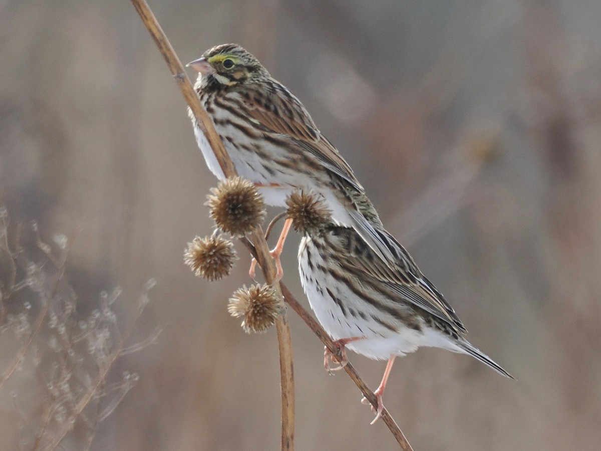 musespurv - ML646459732