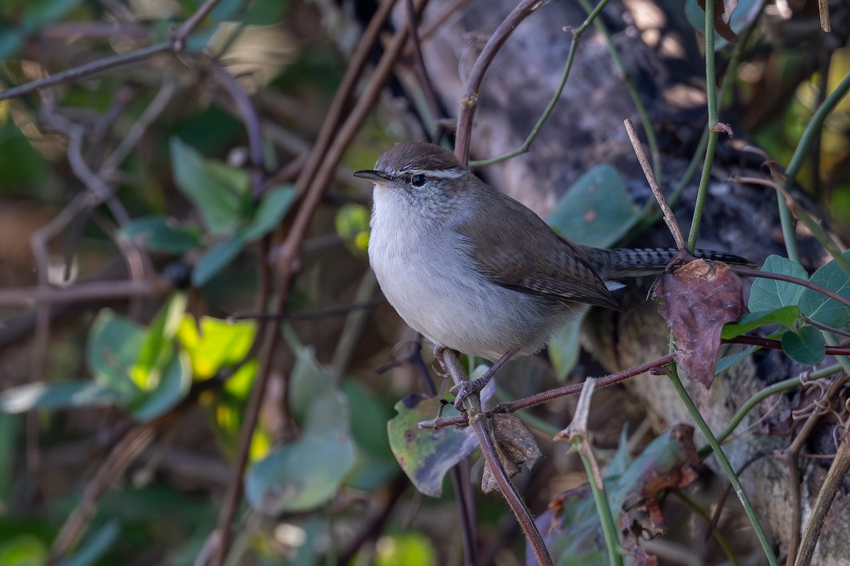 Bewick's Wren - ML646459734