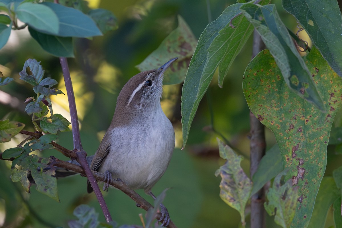 Bewick's Wren - ML646459739
