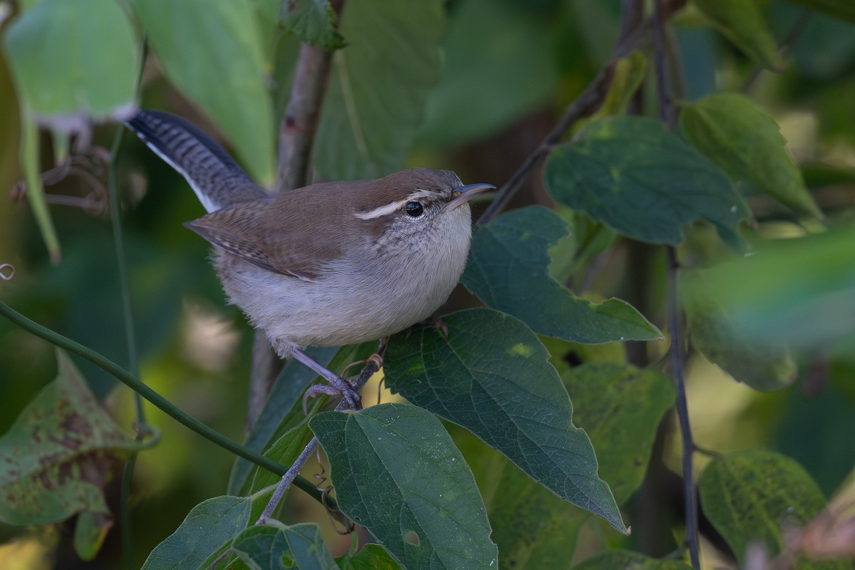 Bewick's Wren - ML646459740