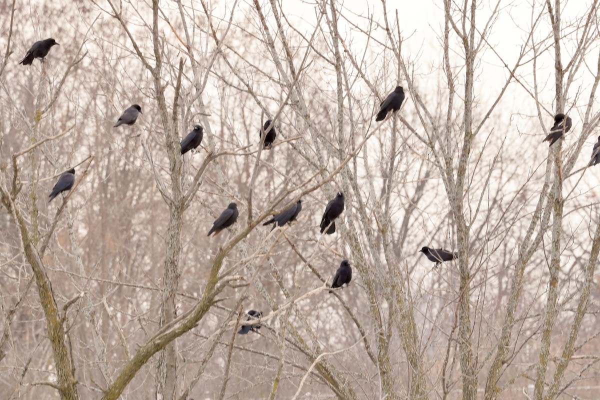 American Crow - ML646459741