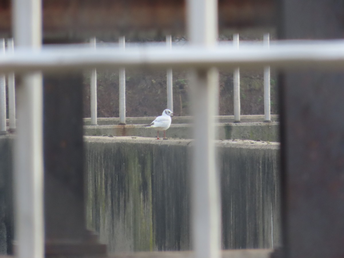 Black-headed Gull - ML646459742