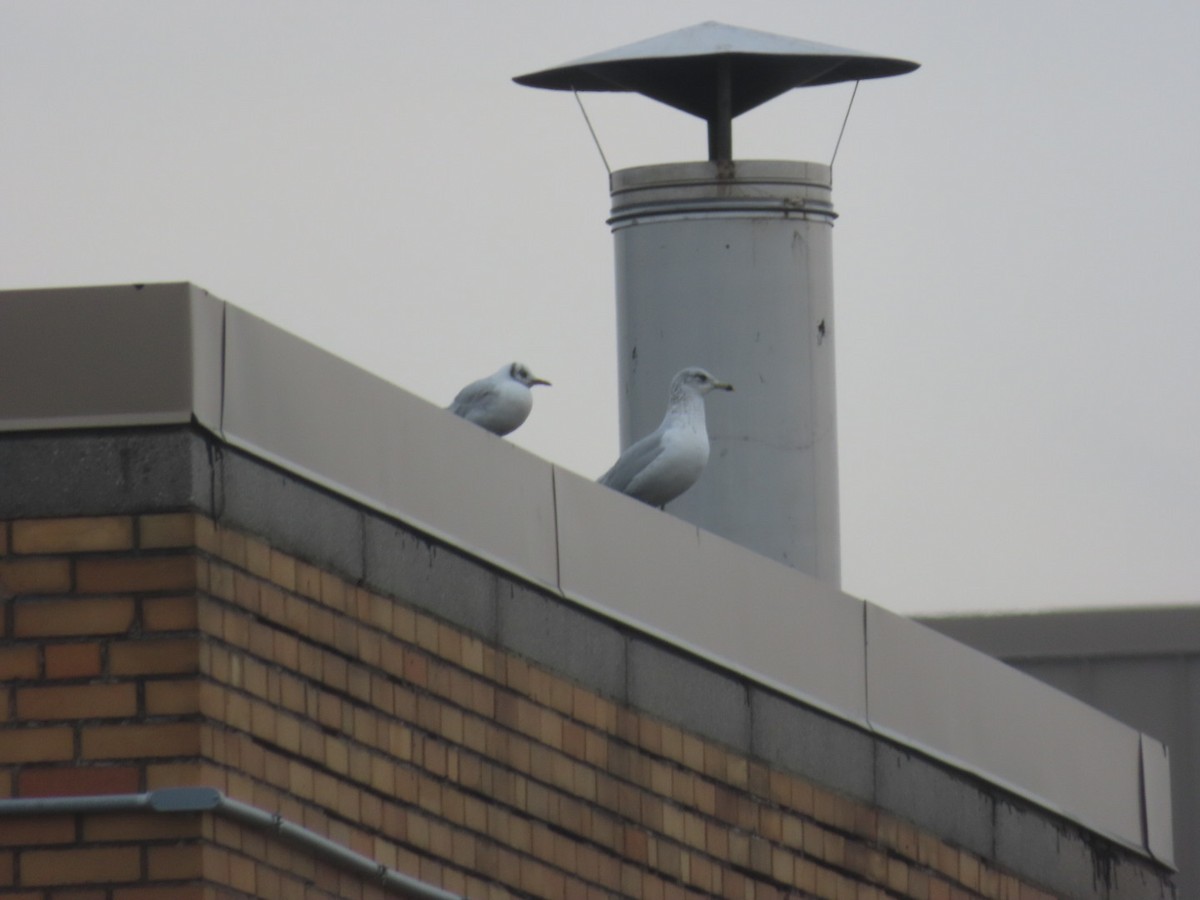 Black-headed Gull - ML646459745