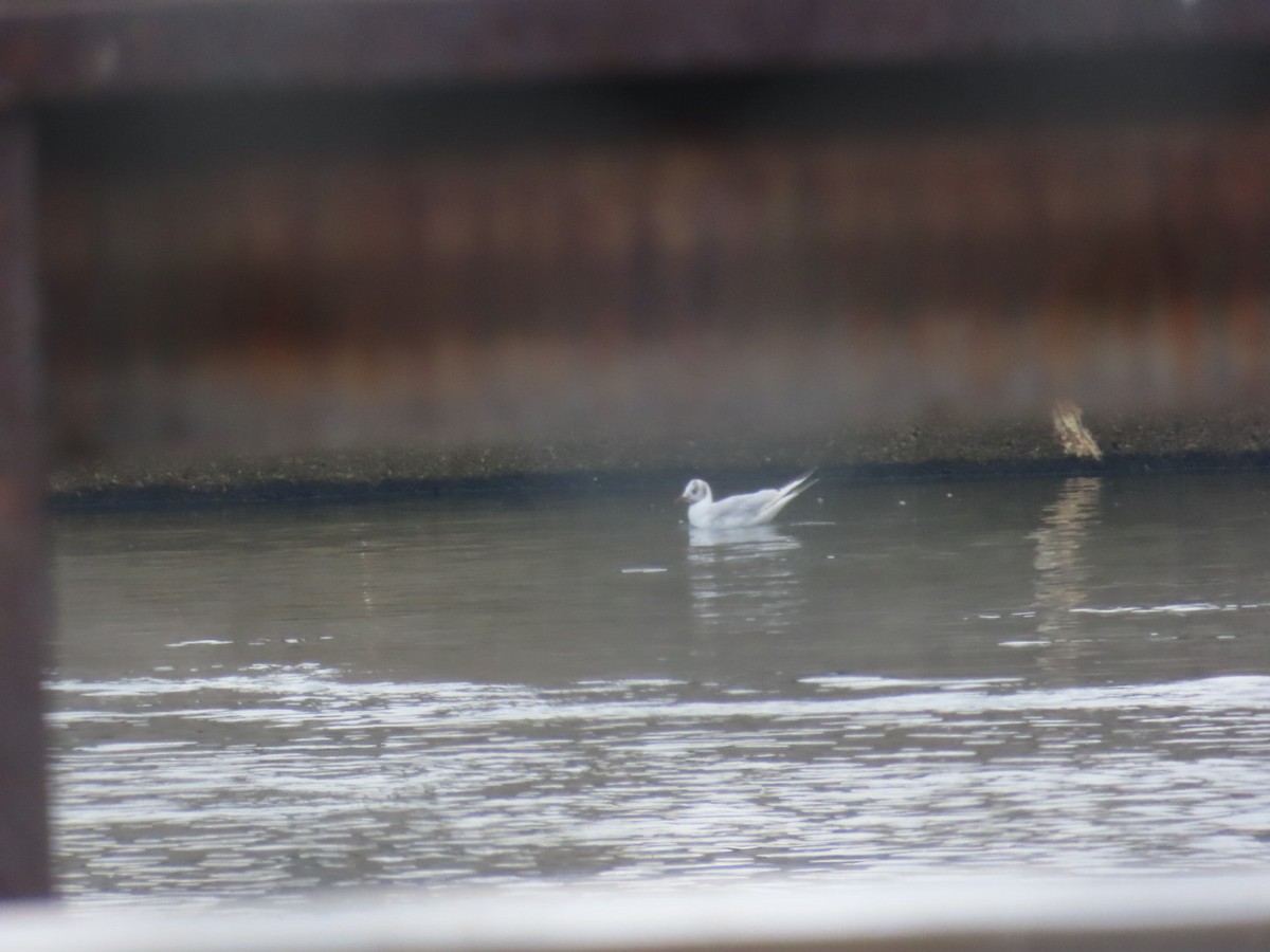 Black-headed Gull - ML646459746