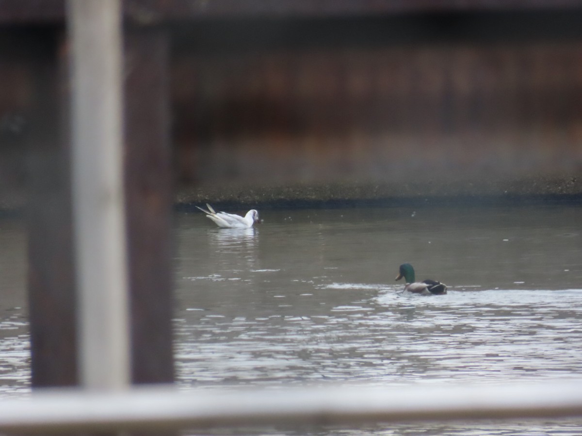 Black-headed Gull - ML646459747
