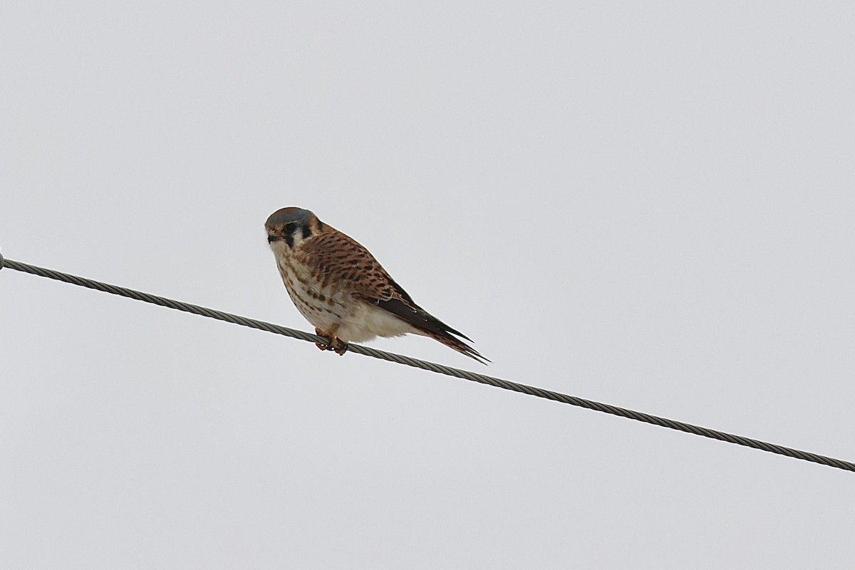 בז אמריקני - ML646459754