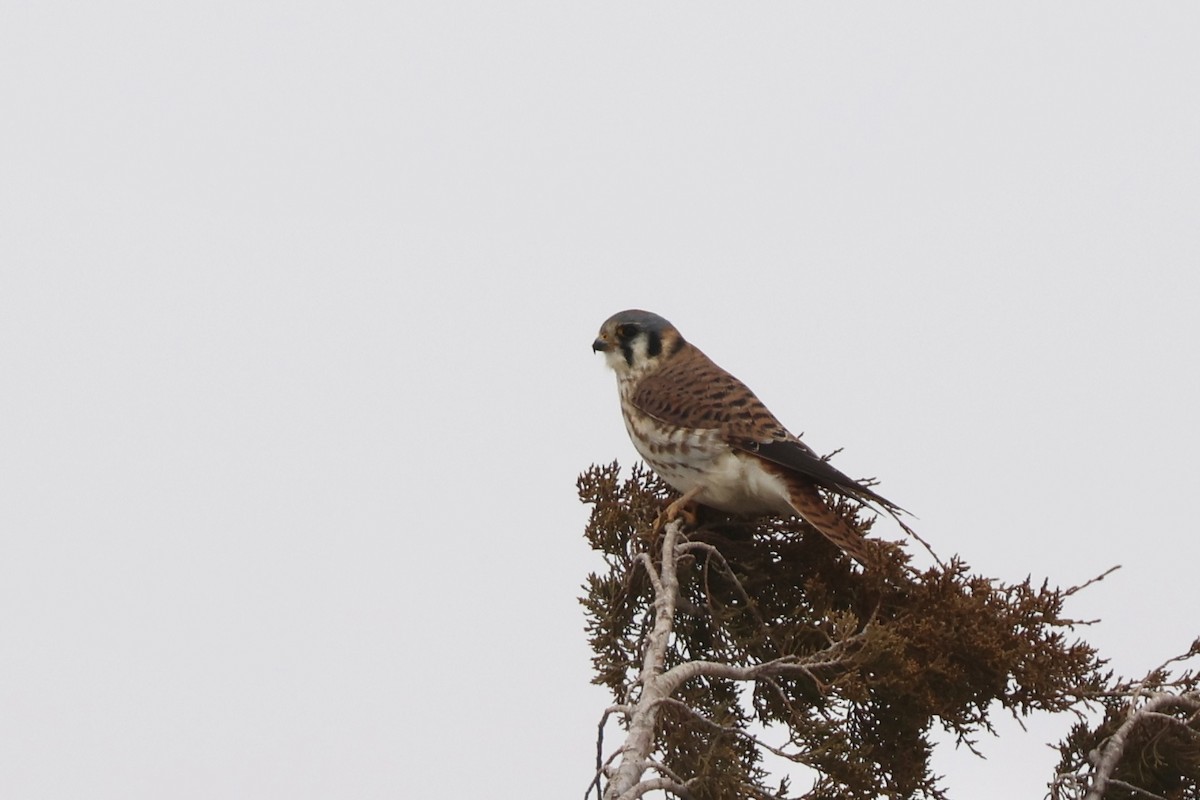 בז אמריקני - ML646459755