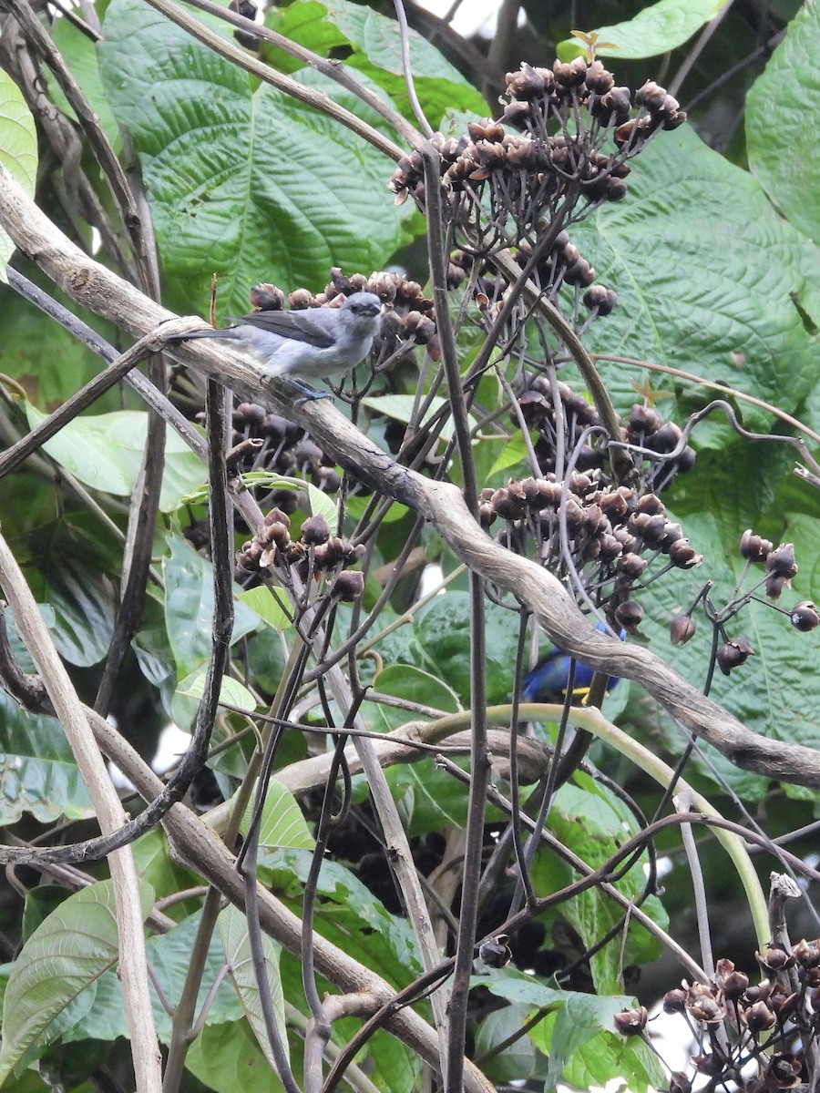 Plain-colored Tanager - ML646459762