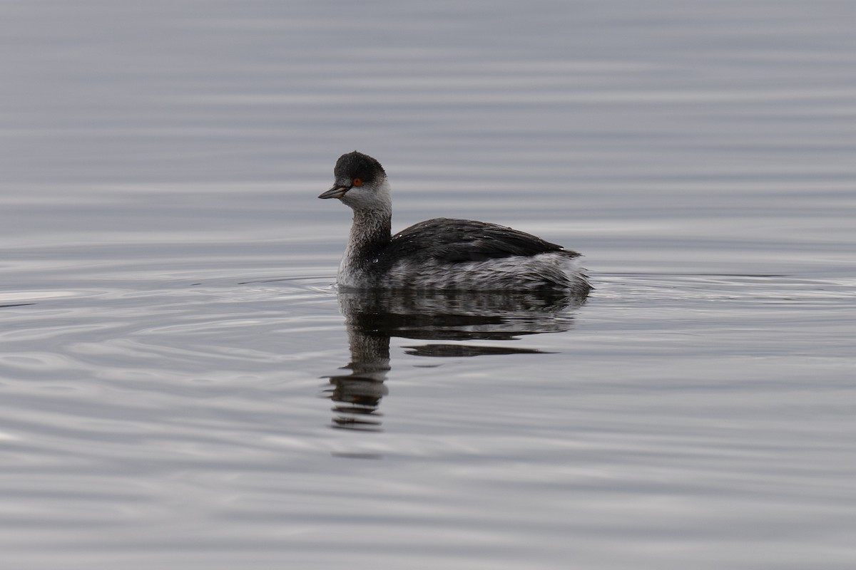 Svasso piccolo - ML646459763