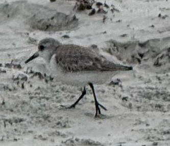 Semipalmated Plover - ML646459764