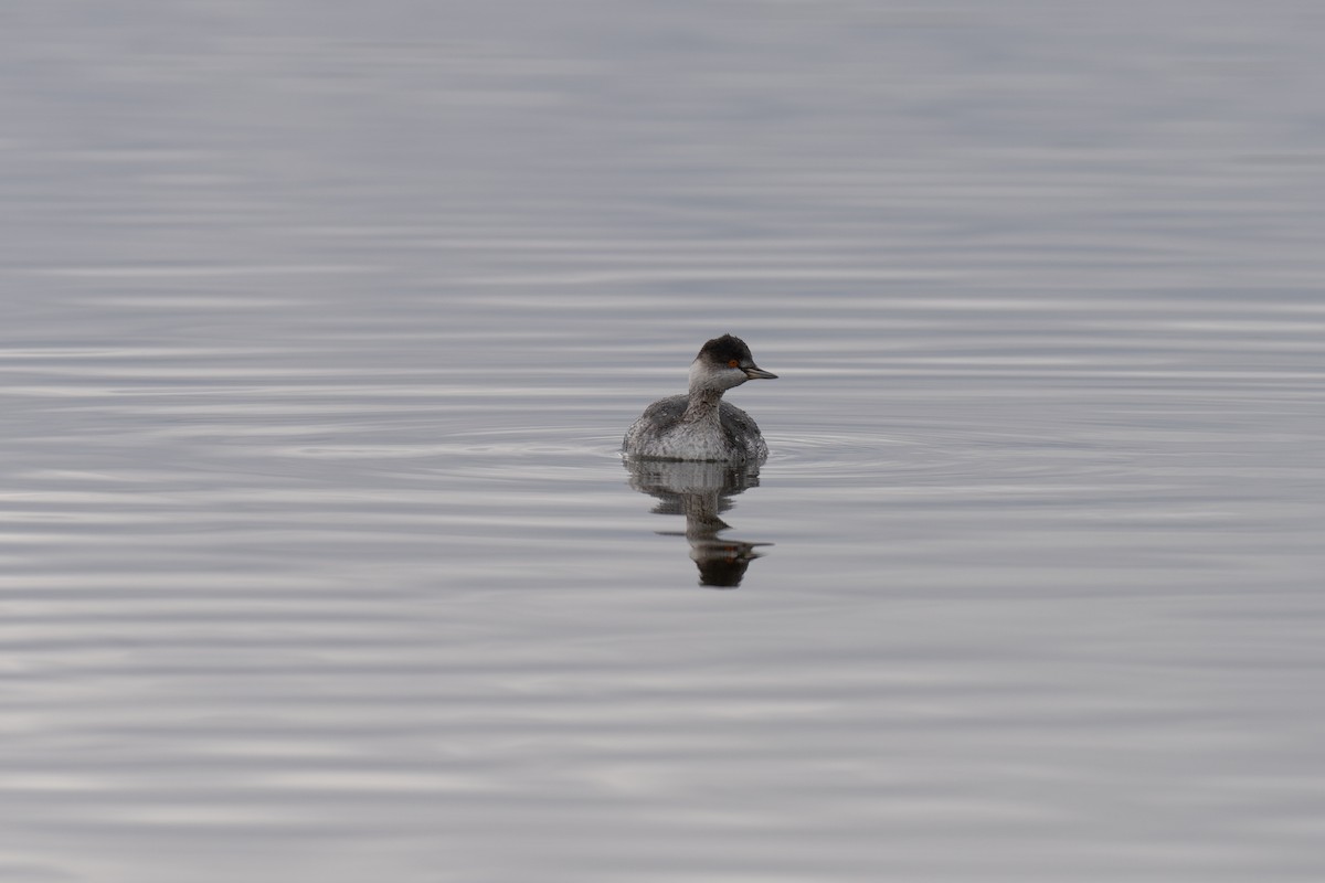 Svasso piccolo - ML646459765