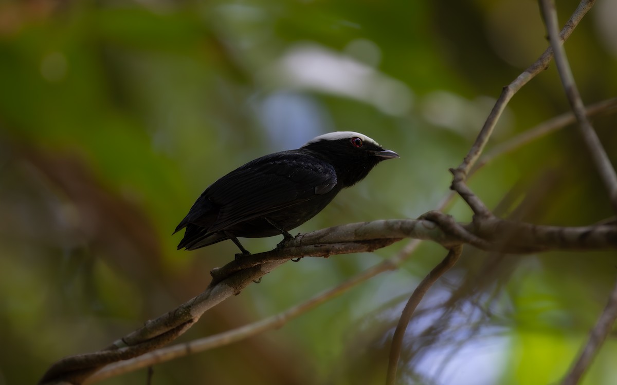 シロボウシマイコドリ - ML646459766