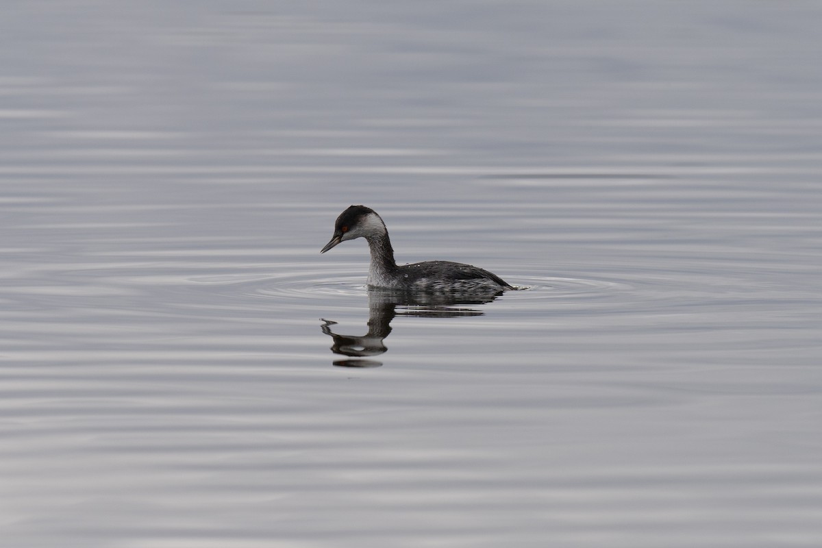 Svasso piccolo - ML646459768