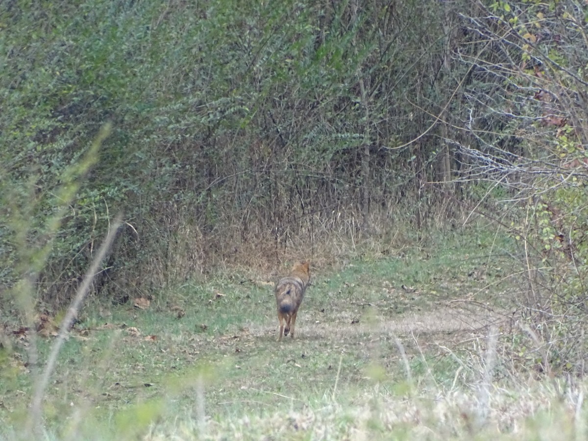 Animals - ML646459769