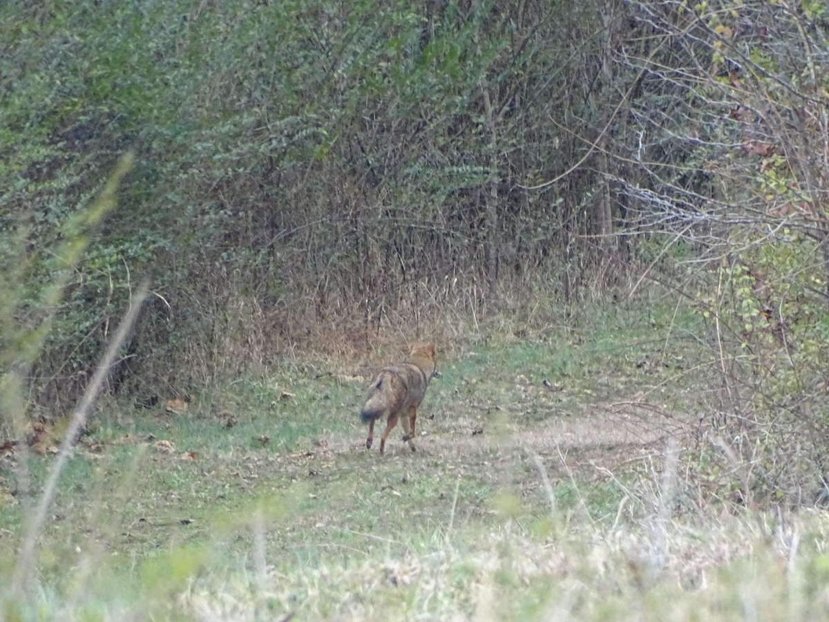 Animals - ML646459770